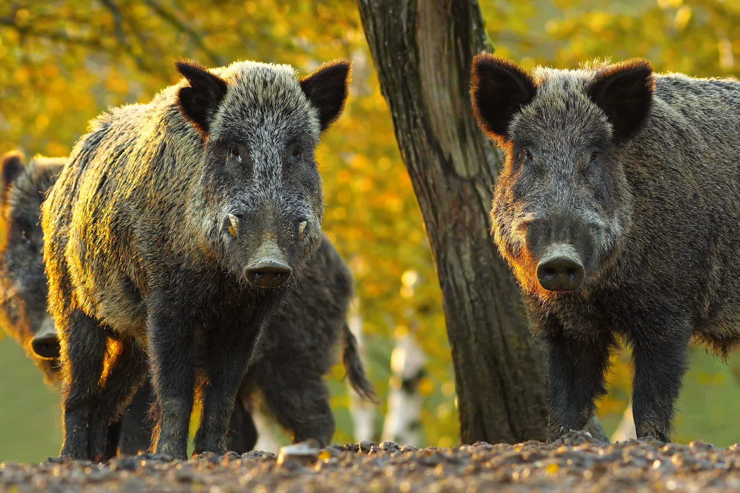 Wild boars, feral hogs, Sus scrofa