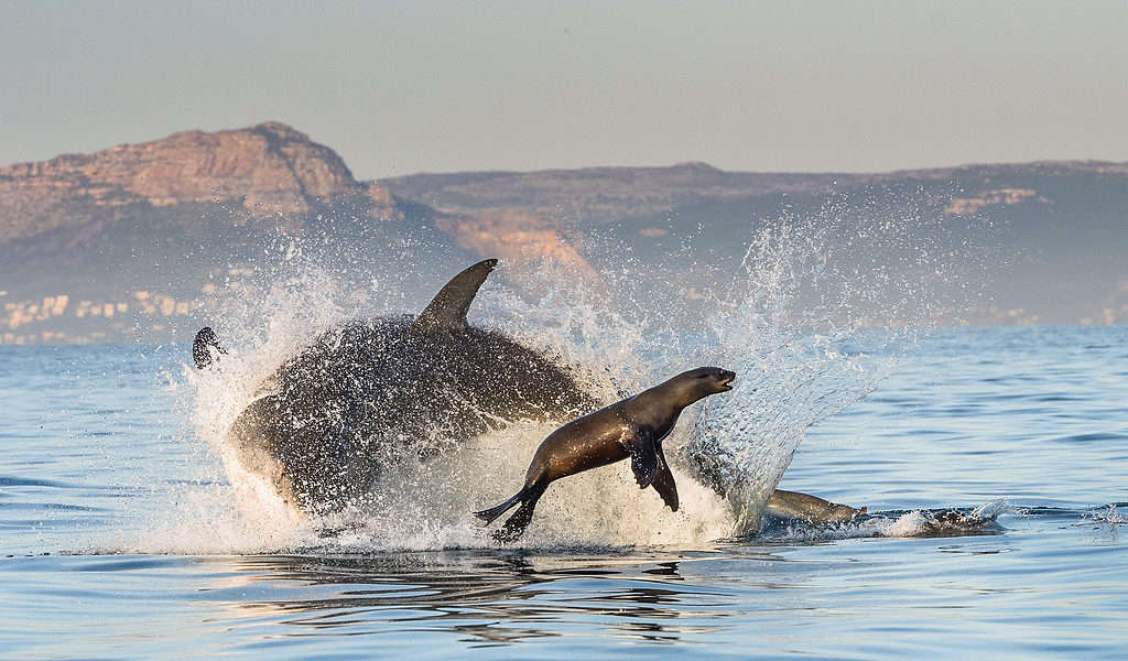 Great White Shark (Carcharodon carcharias) breaching in an attack. Hunting of a Great White Shark (Carcharodon carcharias). South Africa