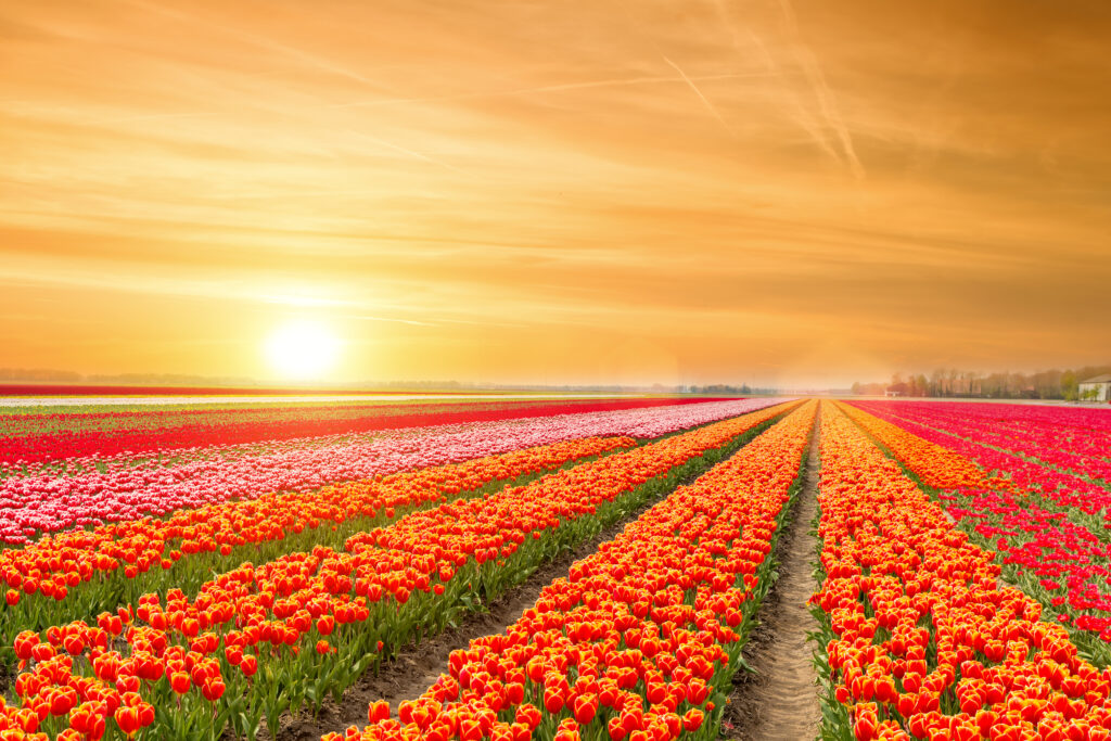 Hà Lan trồng hàng tỷ bông hoa tulip mỗi năm.