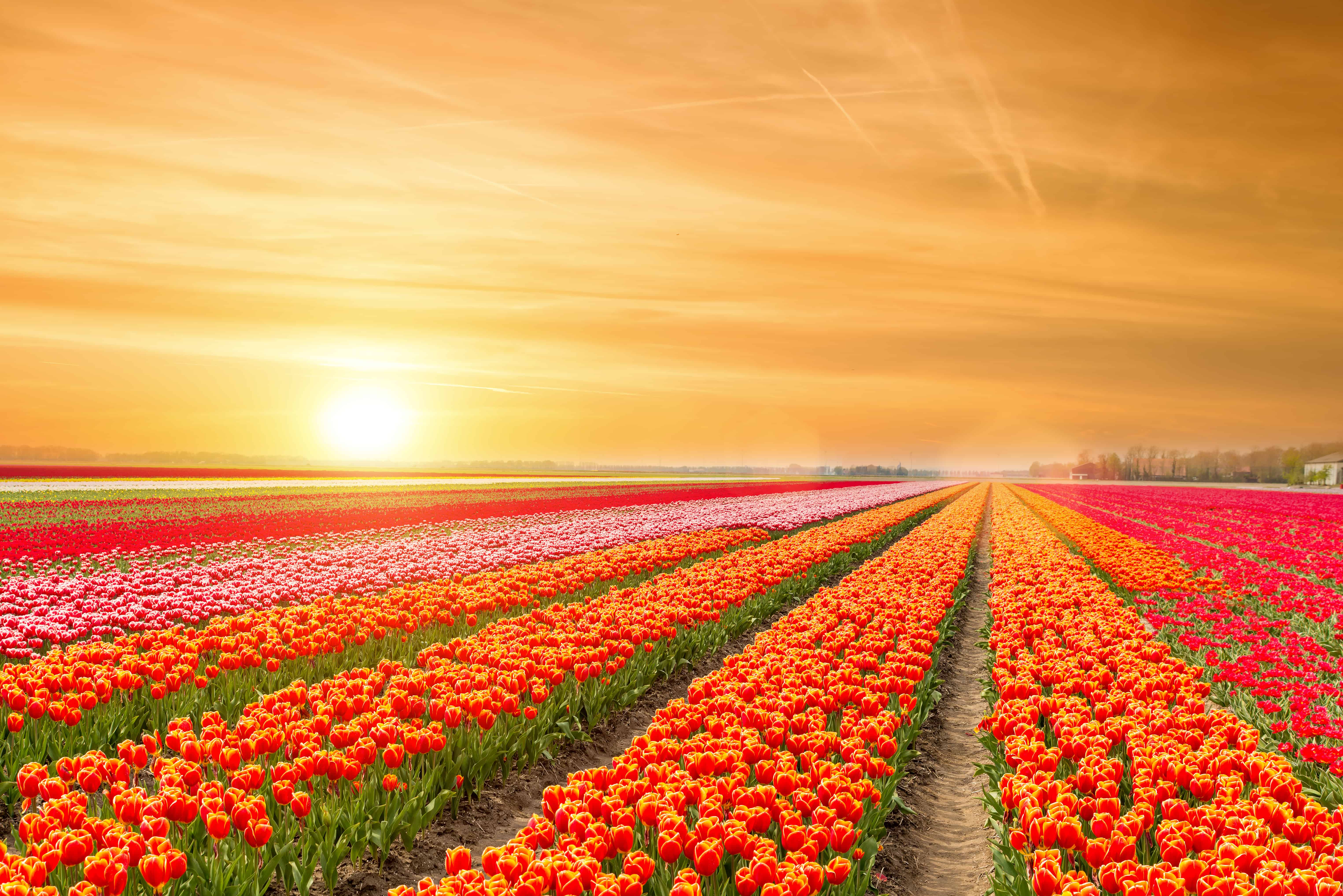 The Netherlands grows billions of tulips each year.
