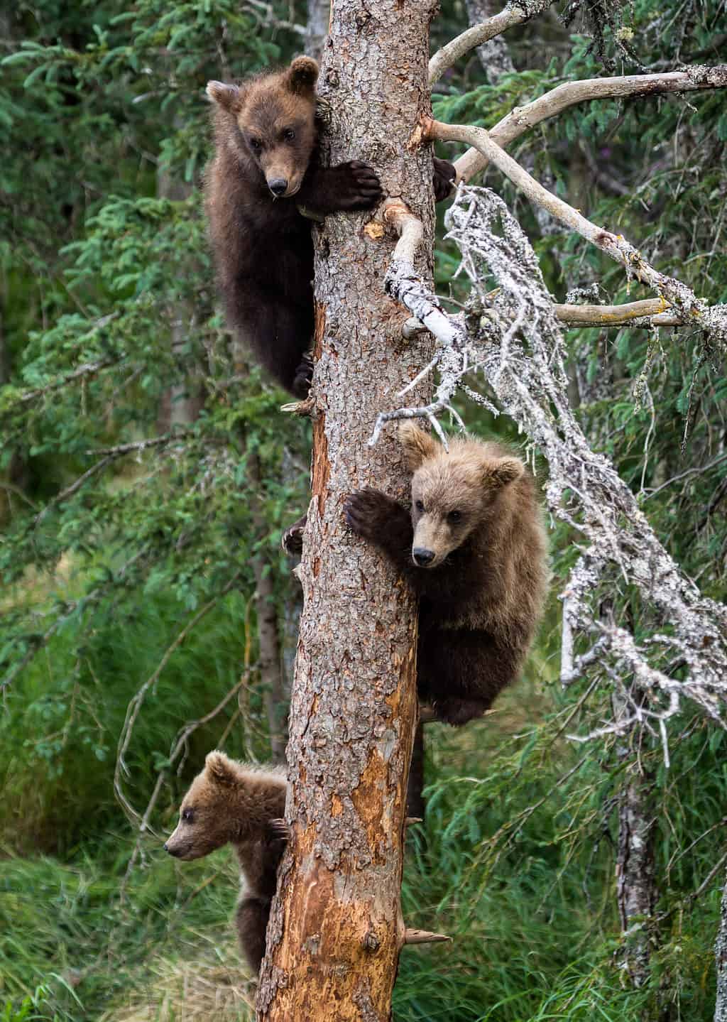 Yes, Grizzly Bears Can Climb Trees! Six Facts To Know About These Bulky ...