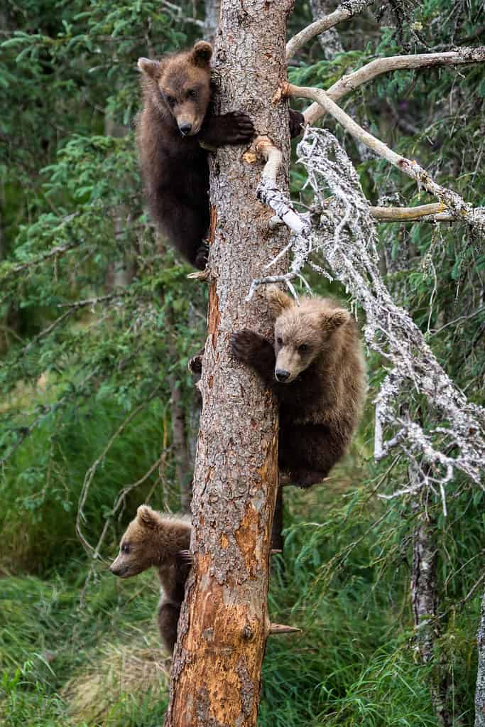 Three grizzly cubs have climbed this tree to escape a large male bear below, and are waiting for their mother to return to them.