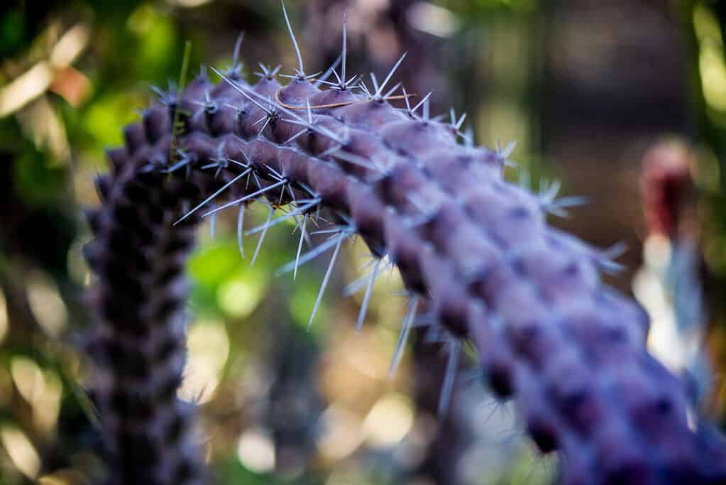 Purple Thorny Plant