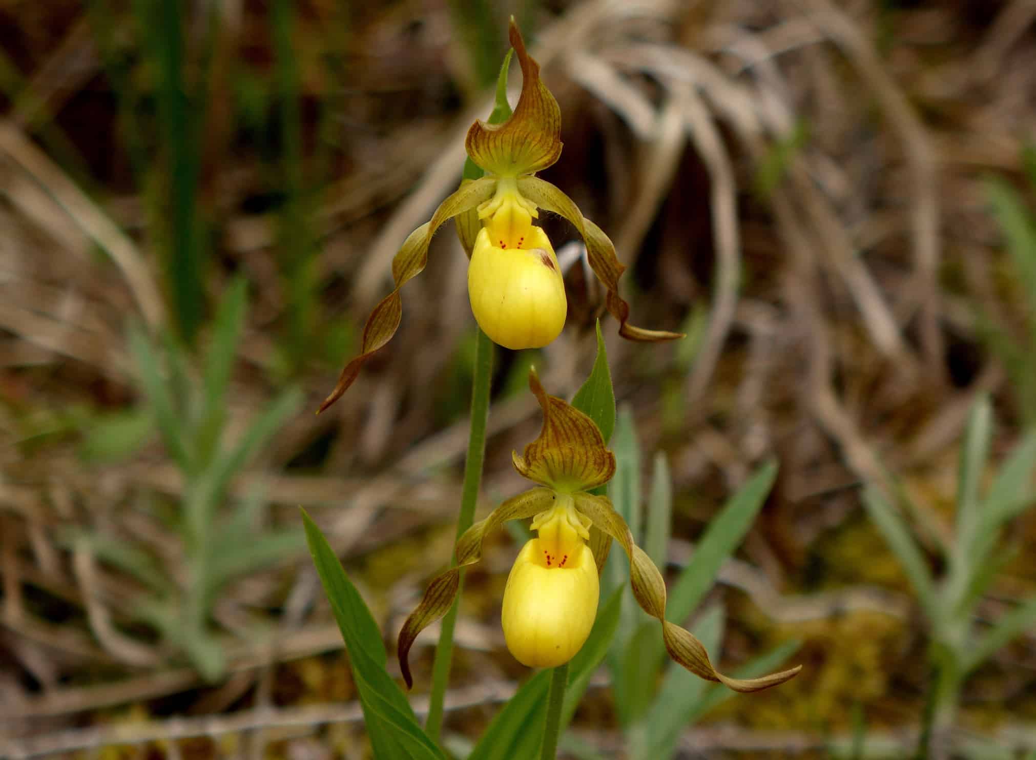 Yellow lady's slipper orchid, Cypripedium parviflorum