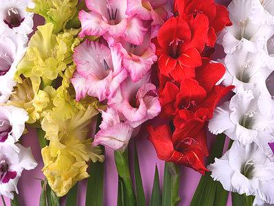 A 15 Types Of Gladiolus Bulbs