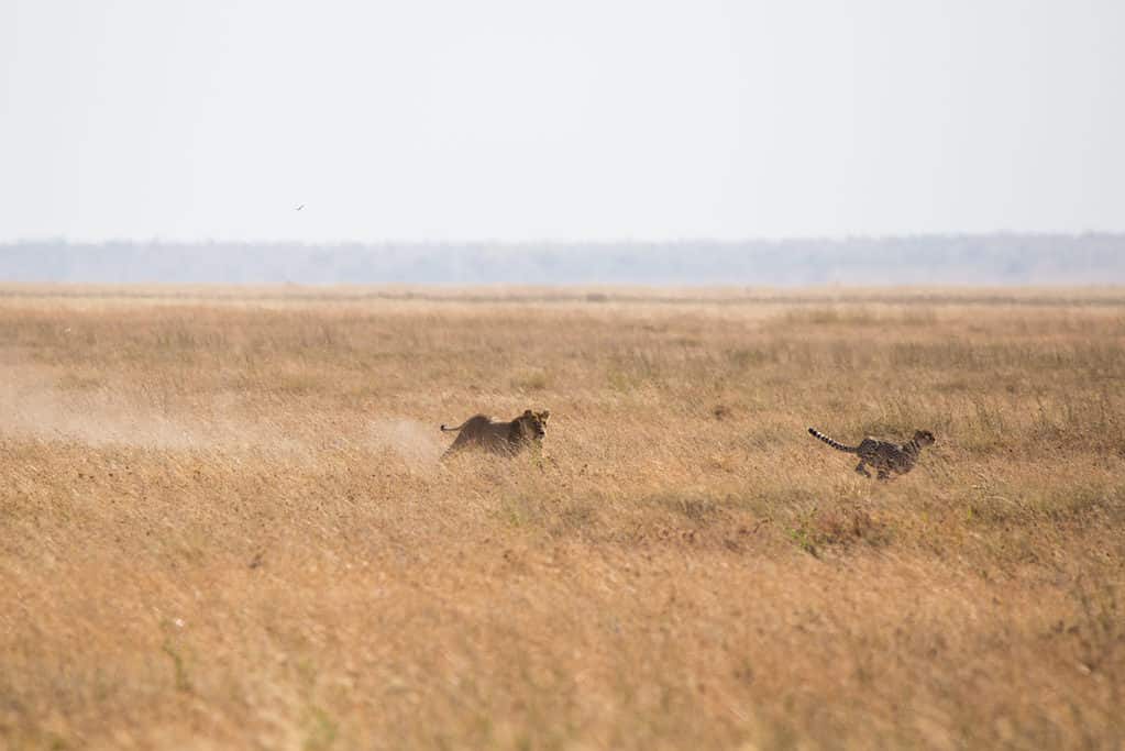 Lion chasing cheetah at Serengeti