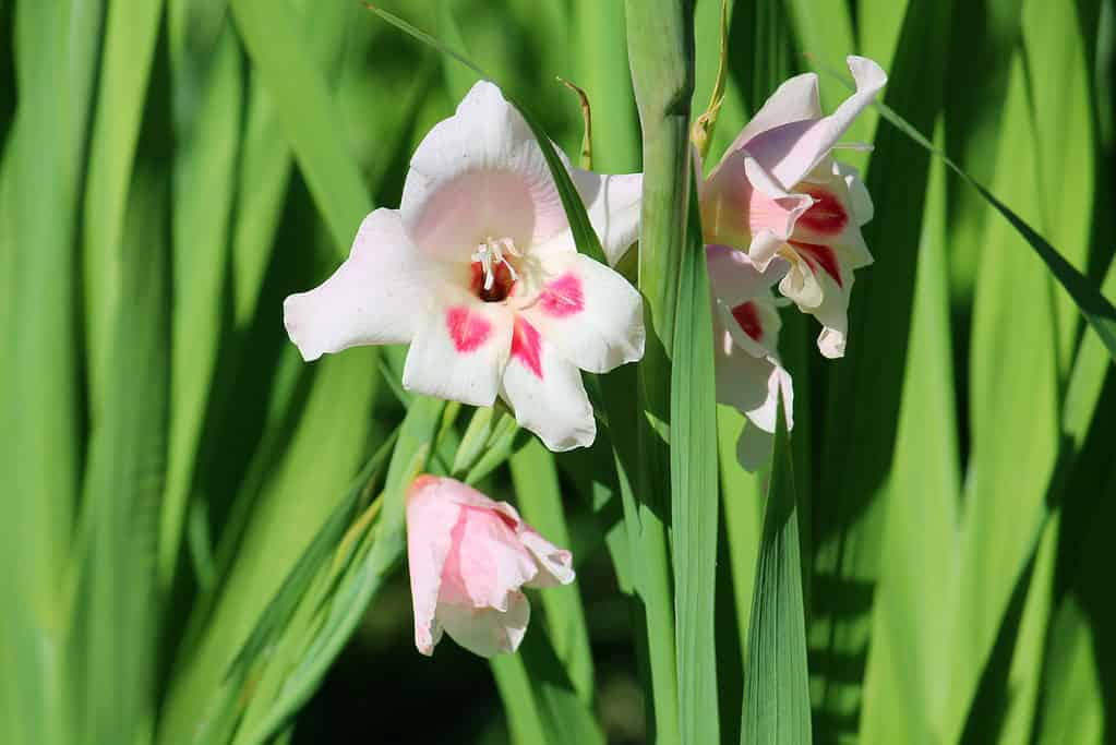 Blooming Gladiolus nanus