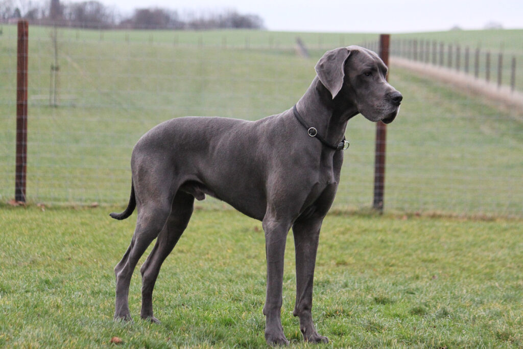 Portrait of a large blue Great Dane