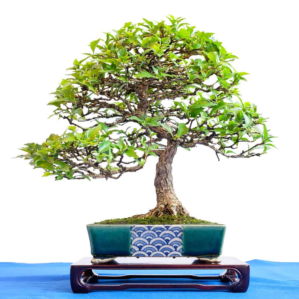 Premna bonsai tree using the Moyogi style
