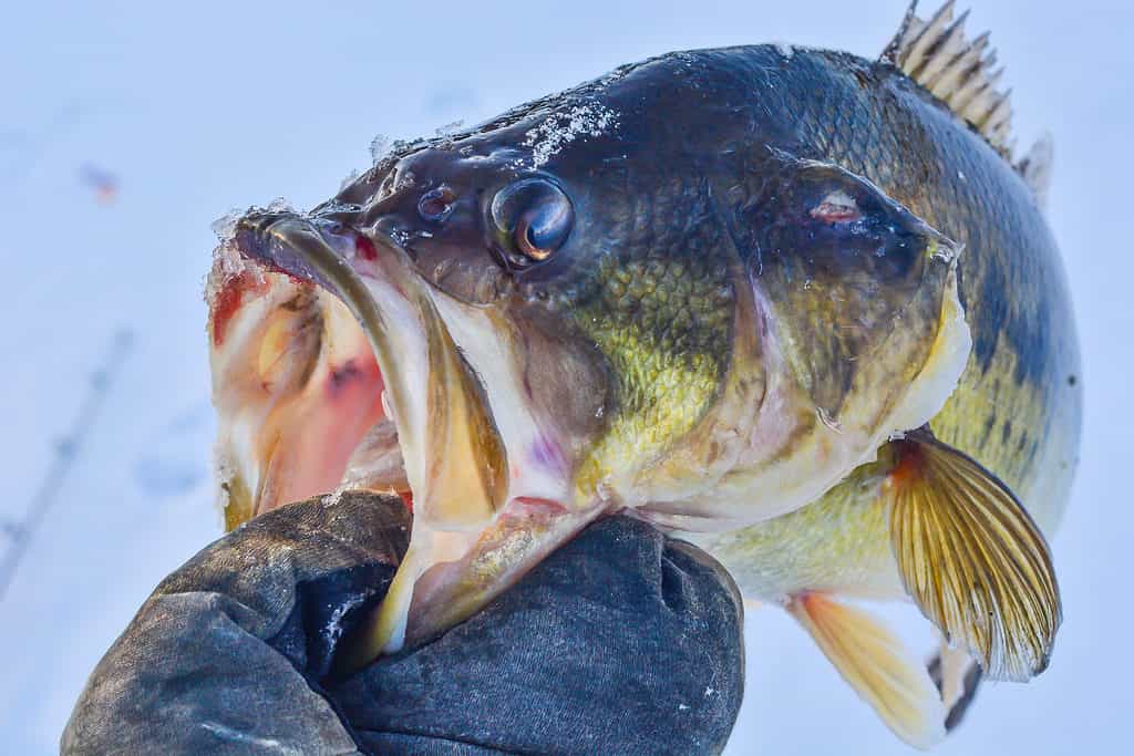 Largemouth bass on ice