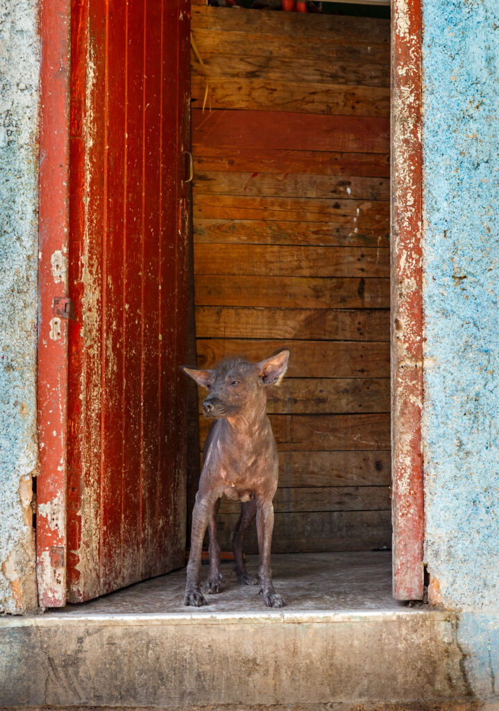 Abyssinian Sand Dog