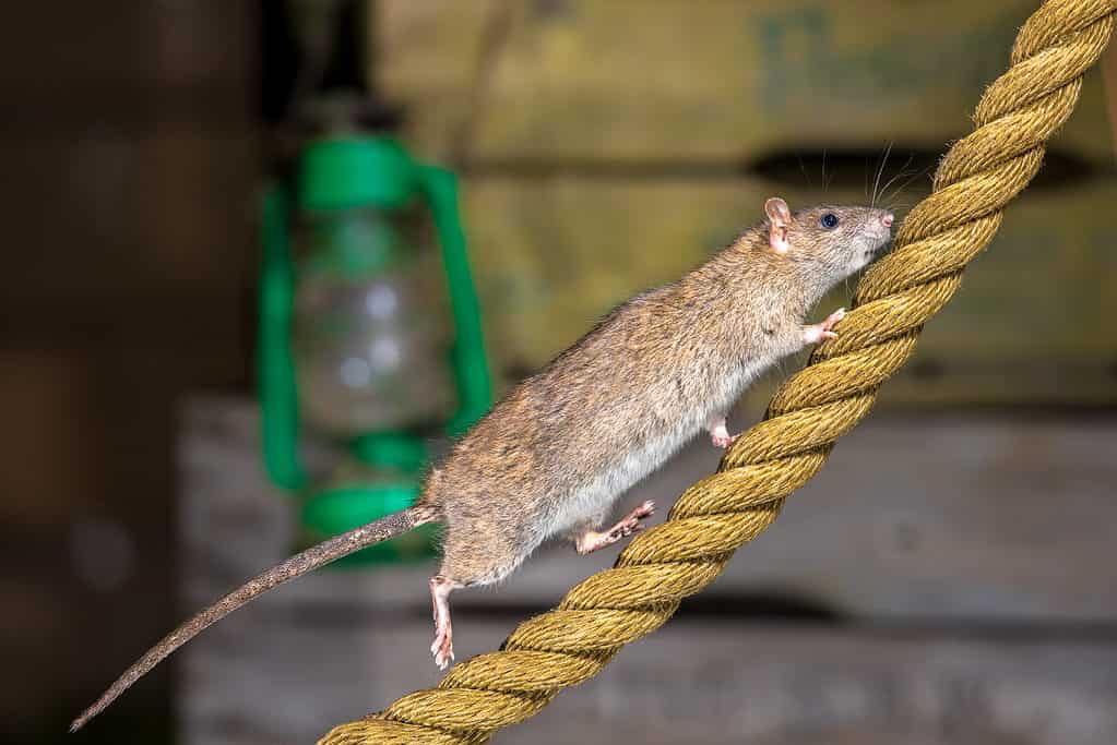 Brown rat on rope