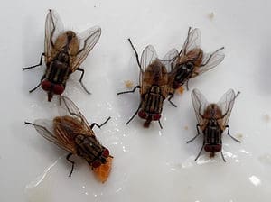 How to Get Rid of Flies Inside Your House Instantly Picture