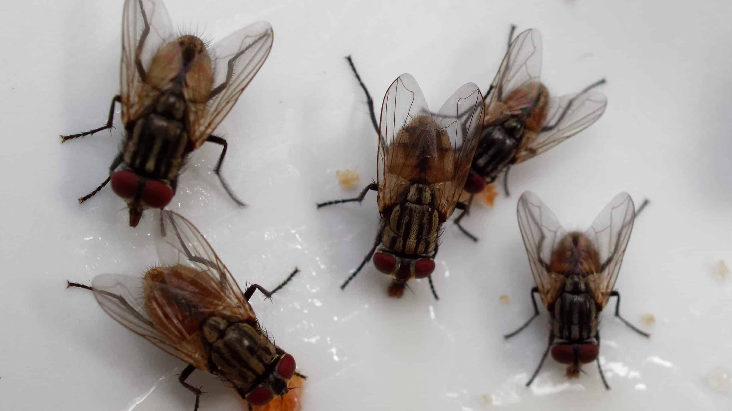 How to kill and get rid of flies in your house / indoors! - HubPages