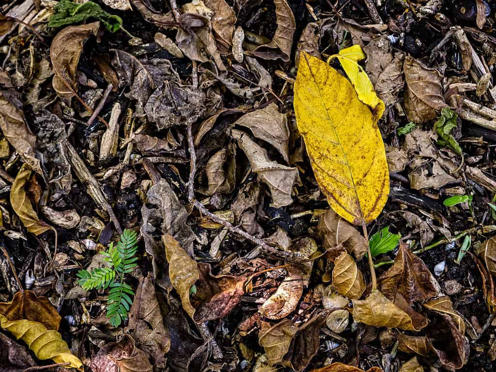 Decaying leaves