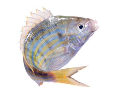 A Pinfish