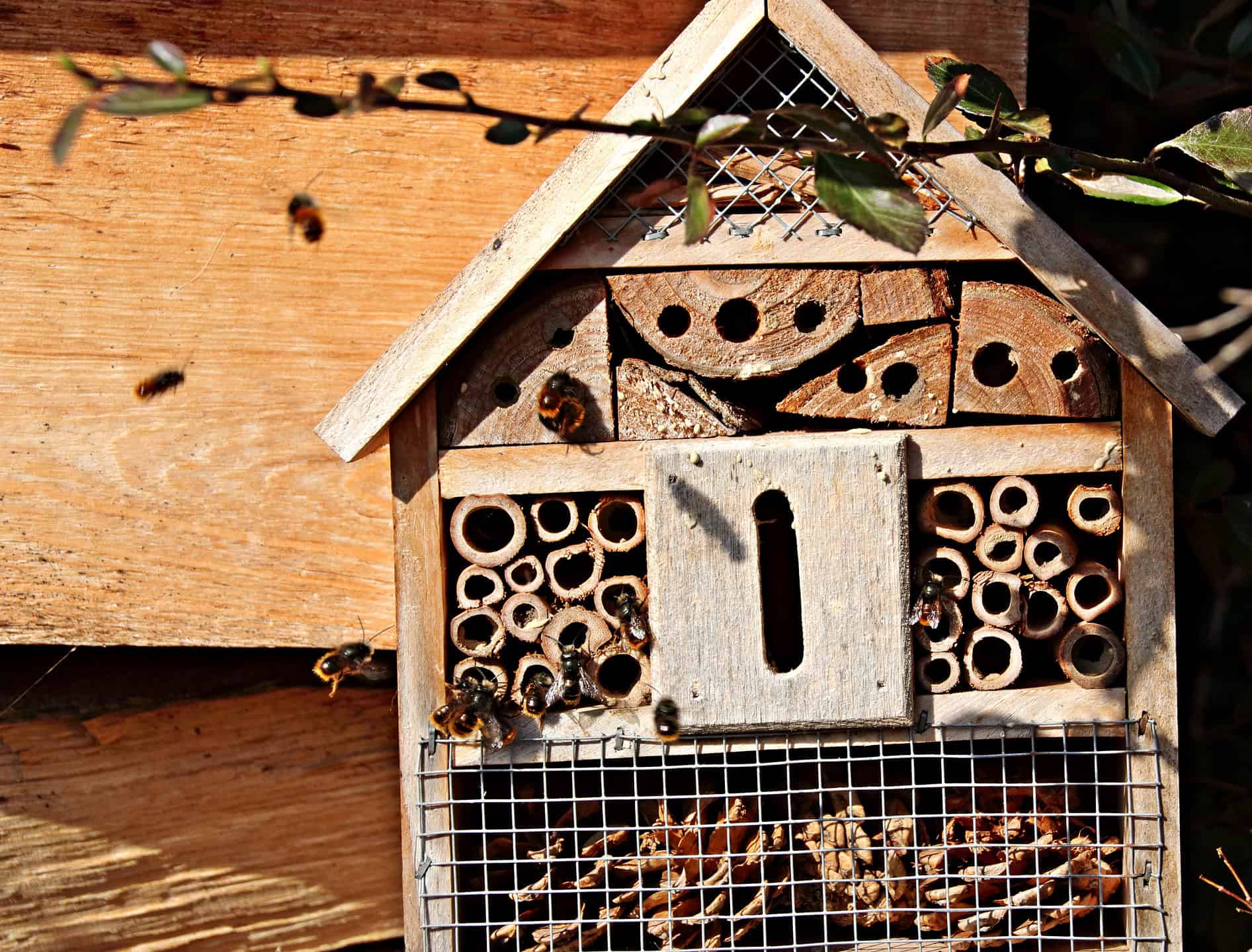 The best mason bee straws ever, and some alternatives - Honey Bee Suite