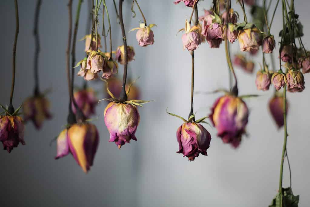 There are several easy methods to dry roses.