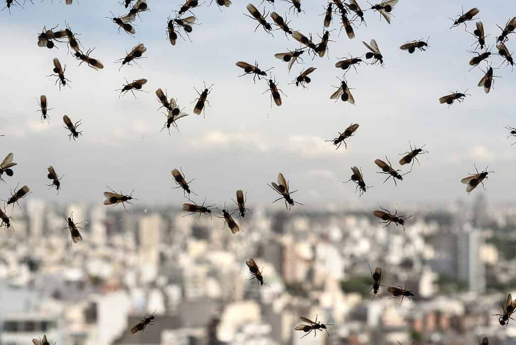 Flying ant infestation