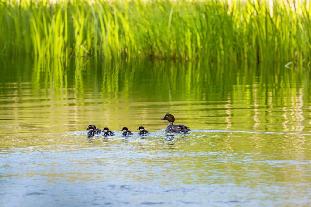 Goldeneye with its baby birds swimming in water