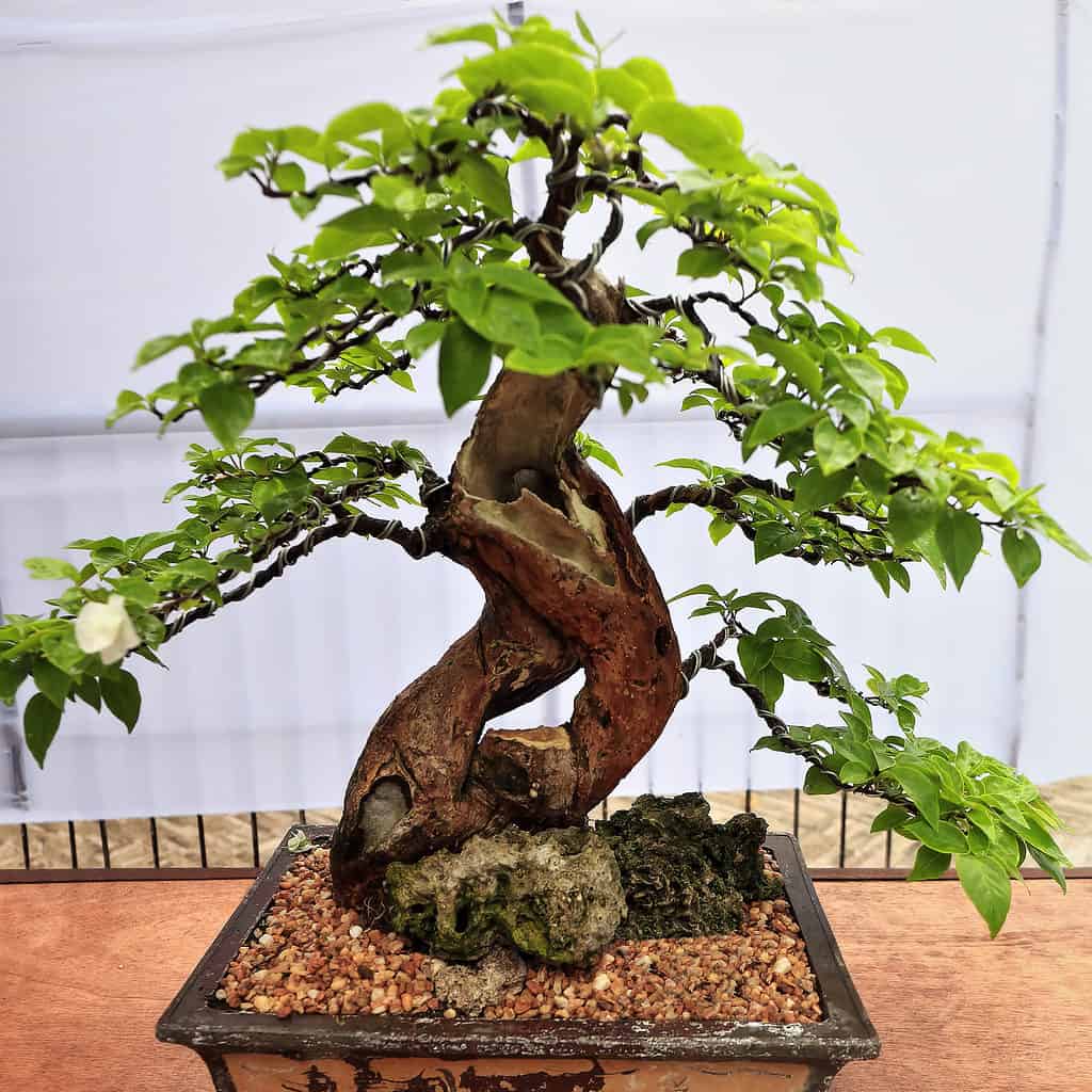 Premna bonsai tree