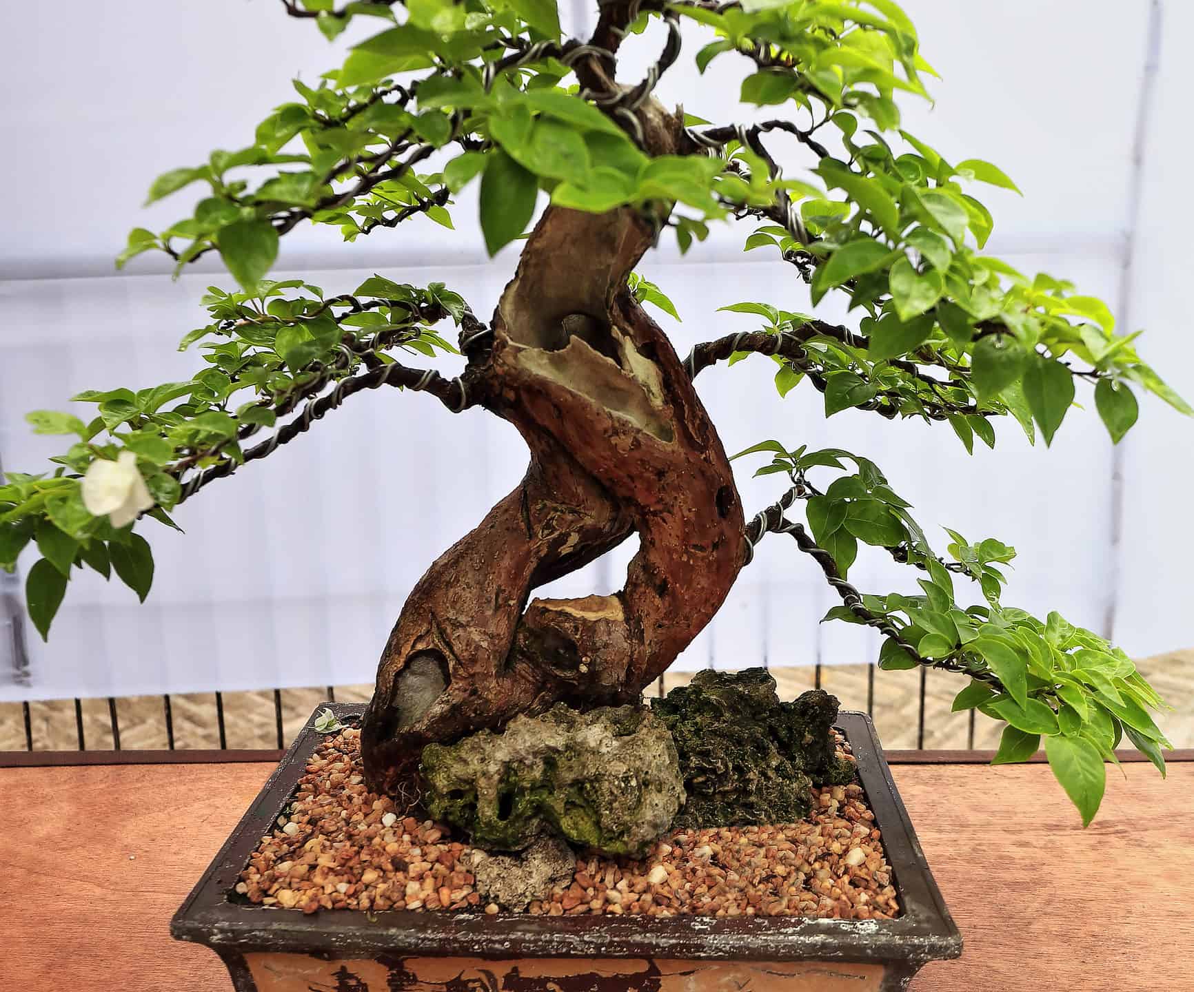 Premna bonsai tree