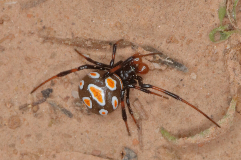 the smallest spider in the world