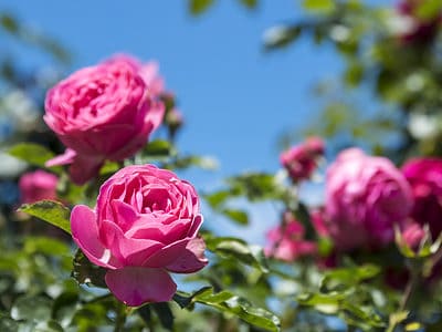 A Pink Roses: Meaning, Symbolism, and Proper Occasions