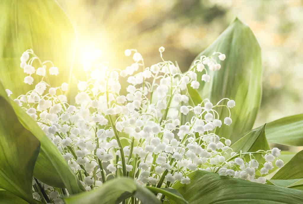 Lily of the Valley - Flowers And Bulbs