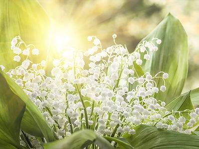 A Discover 10 Amazing White Spring Flowers