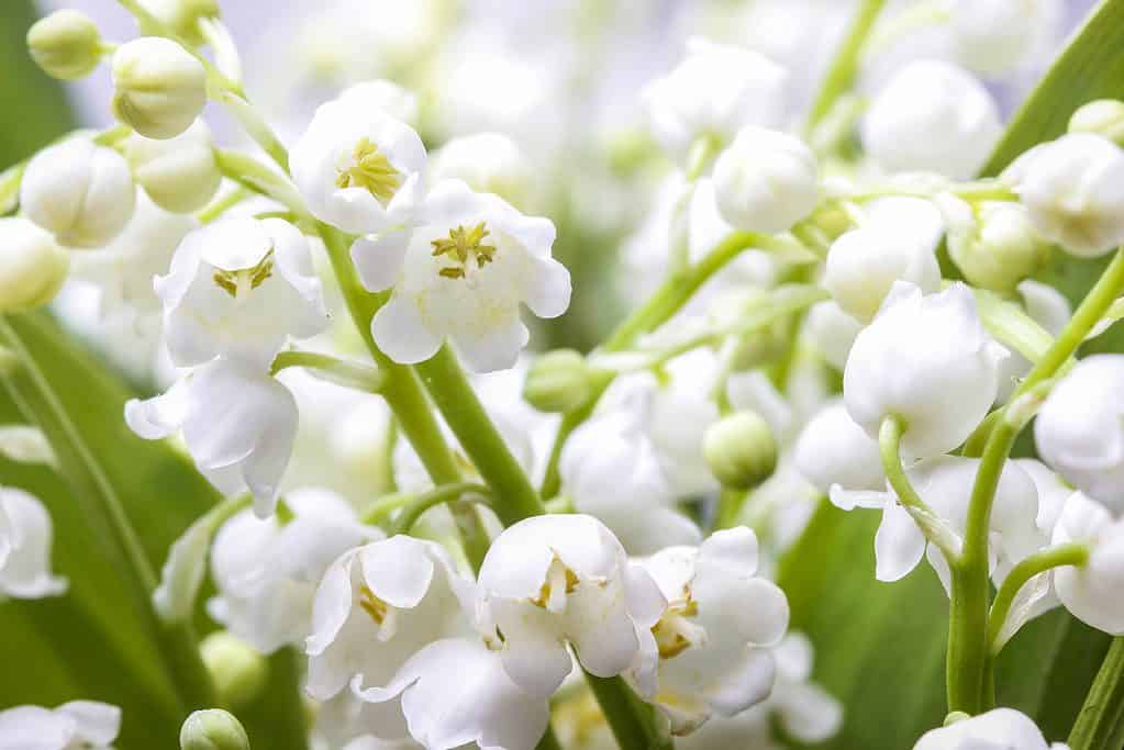 lily of the valley