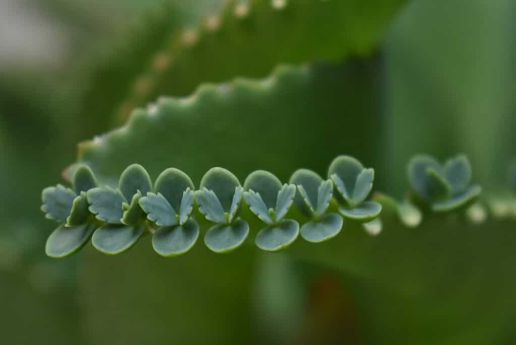 close up of edge of leaves on mother of thousands