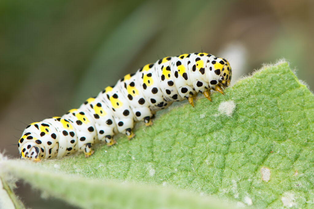 Mullein mother caterpillar with black and yellow spots sittong on a leaf
