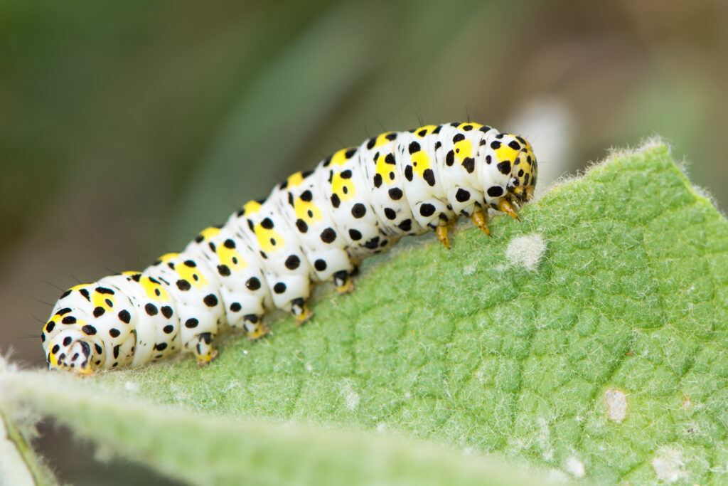 yellow larvae identification