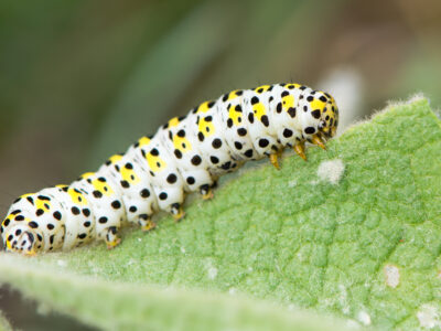 A Caterpillar Quiz: What Do You Know?
