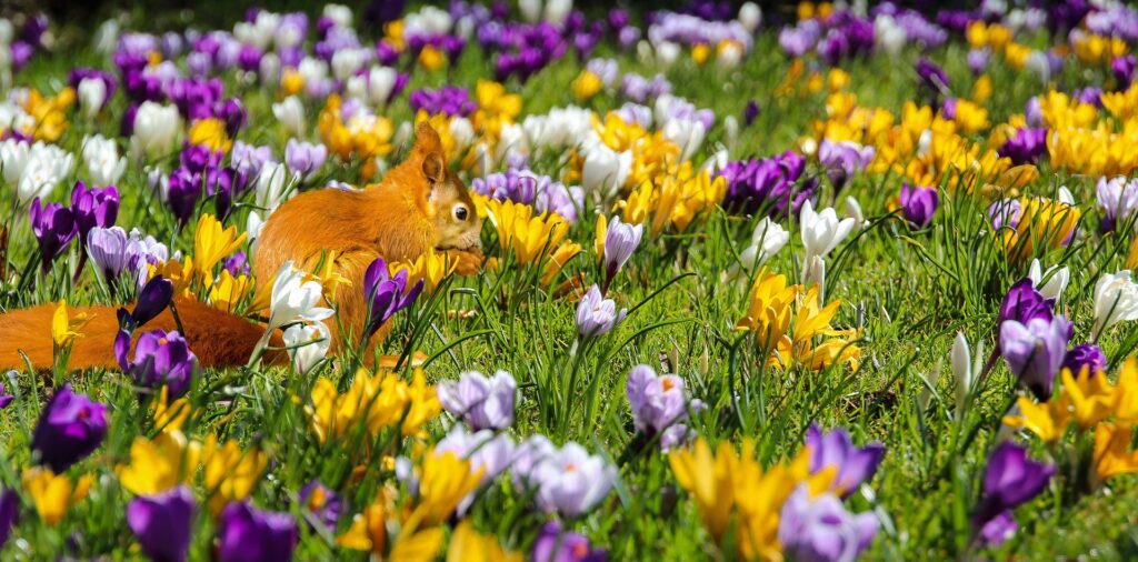 yellow, white, purple crocuses blooming in a field