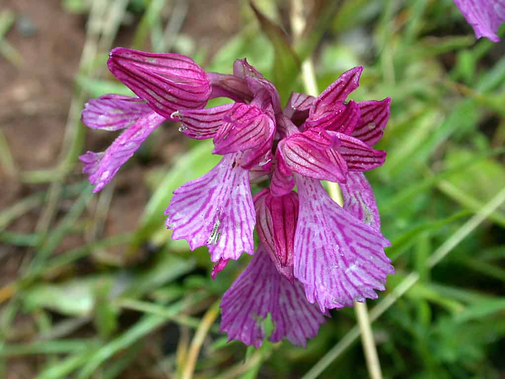 Pink butterfly orchid in grass
