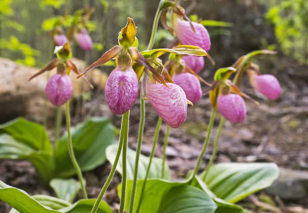 Pink lady slipper in the wild