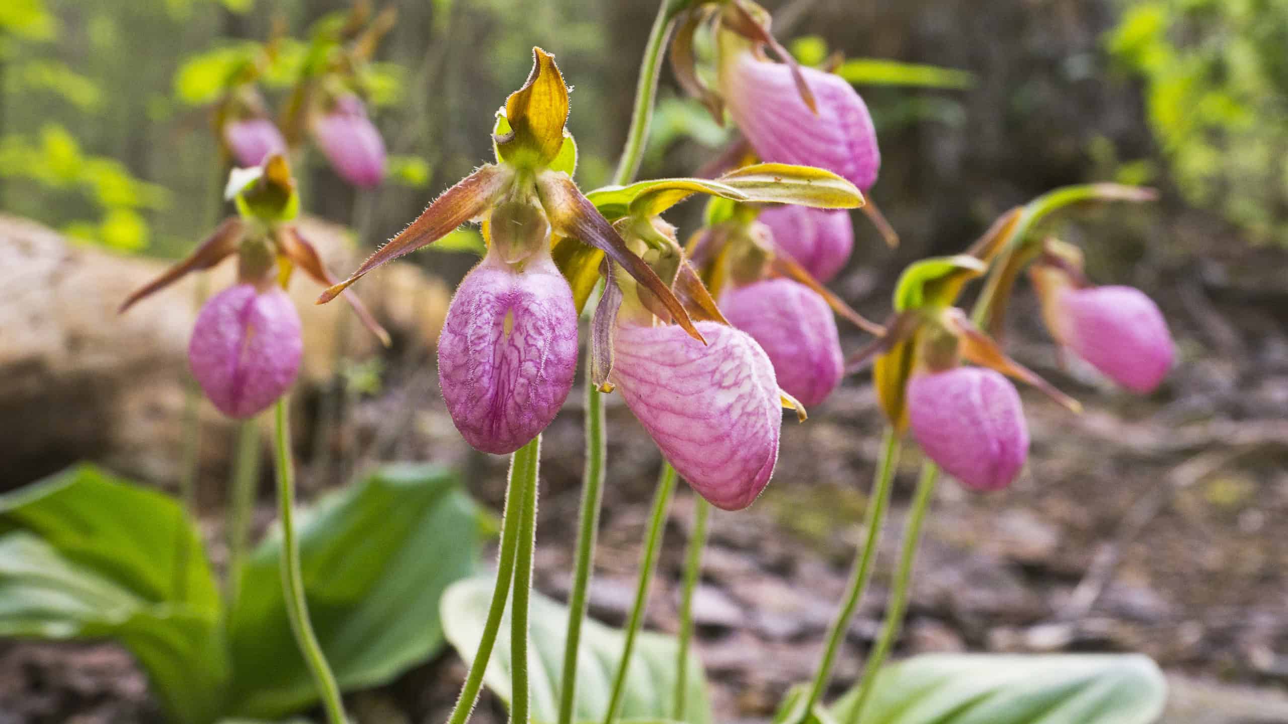 Pink lady slipper in the wild
