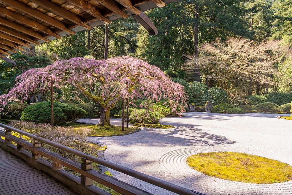 Cherry blossoms at the Portland Japanese Garden