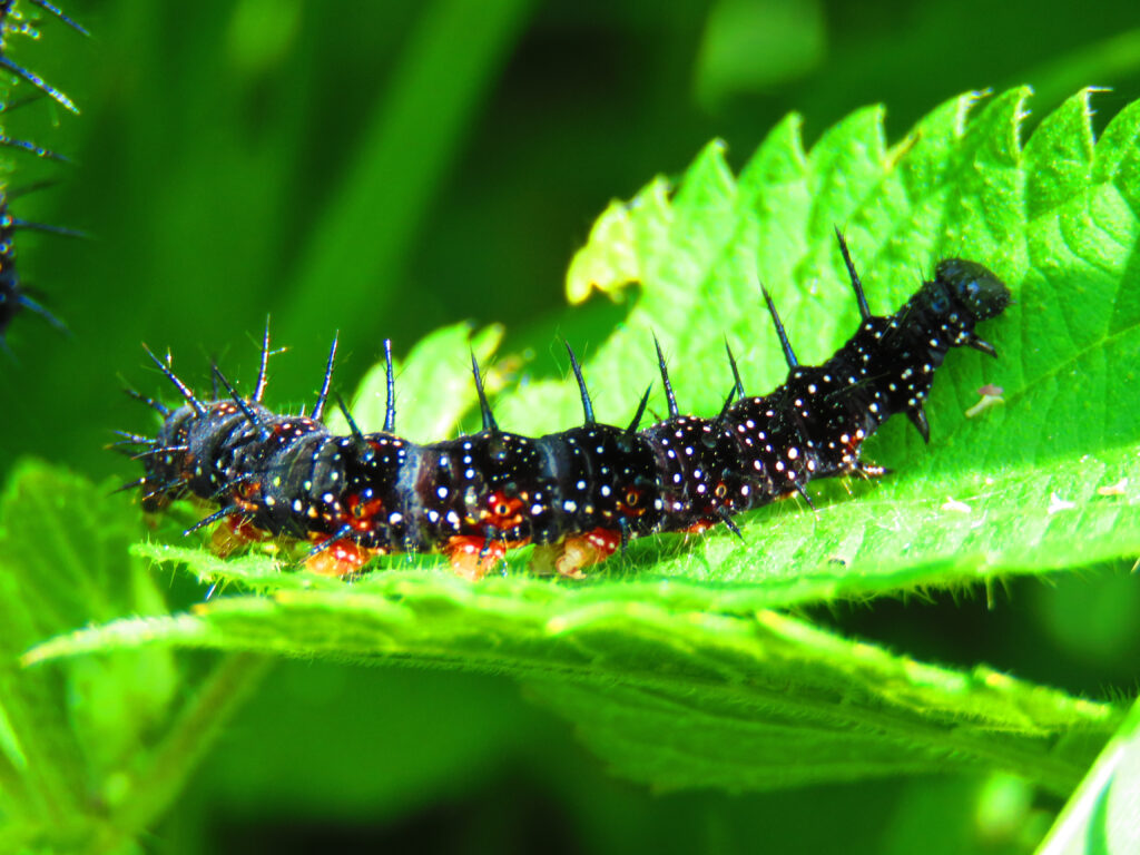 Red admiral caterpillar sits on edge bright green leaf.