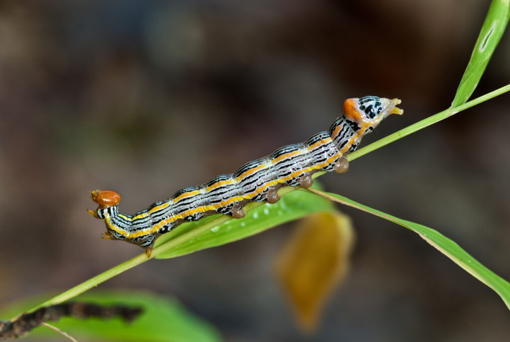 Redhumped caterpillar sits on a twig and leaf