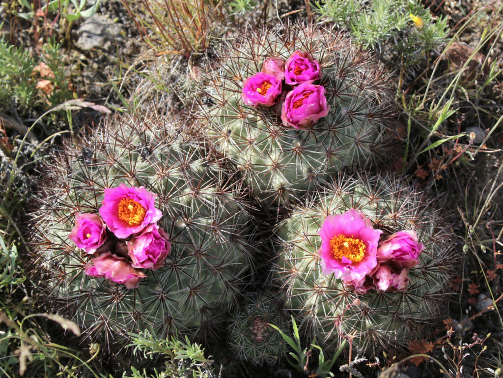 Columbia plateau cactus covered in spikes with blooming pink flowers.