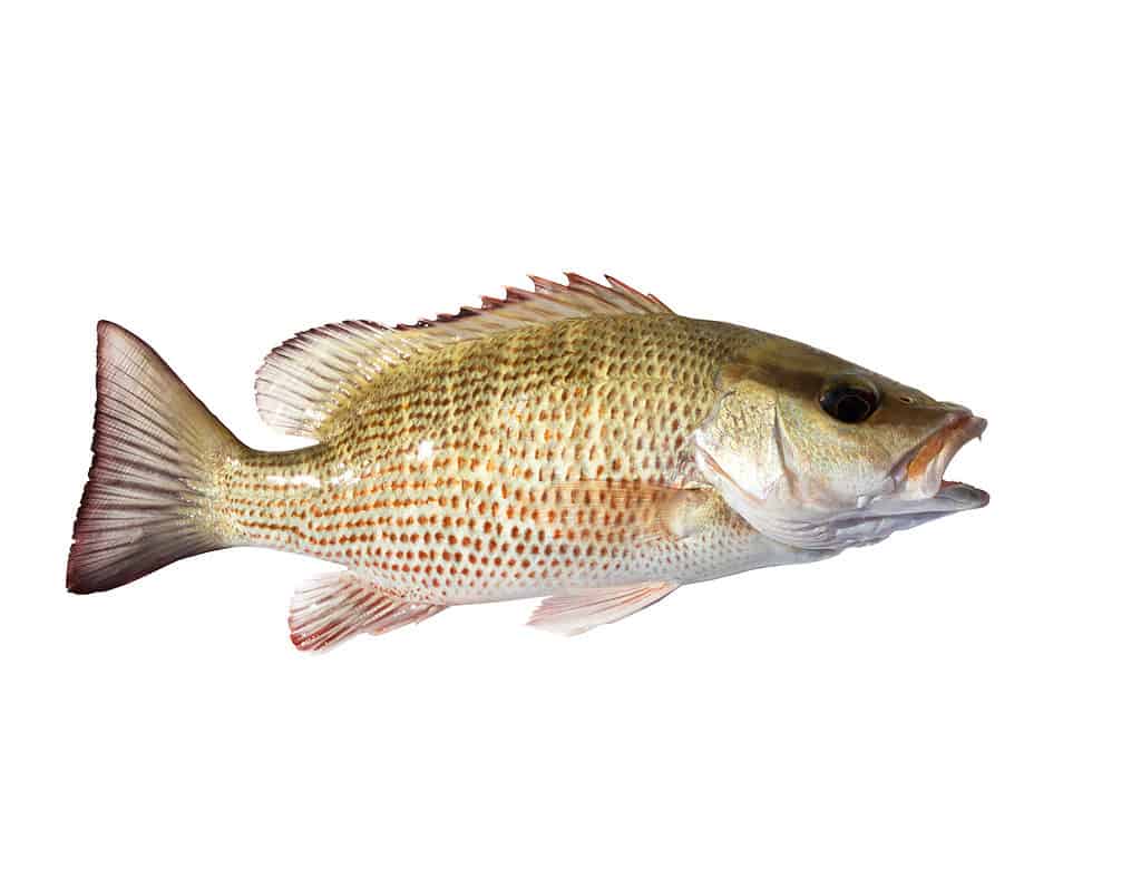 Mangrove snapper isolated