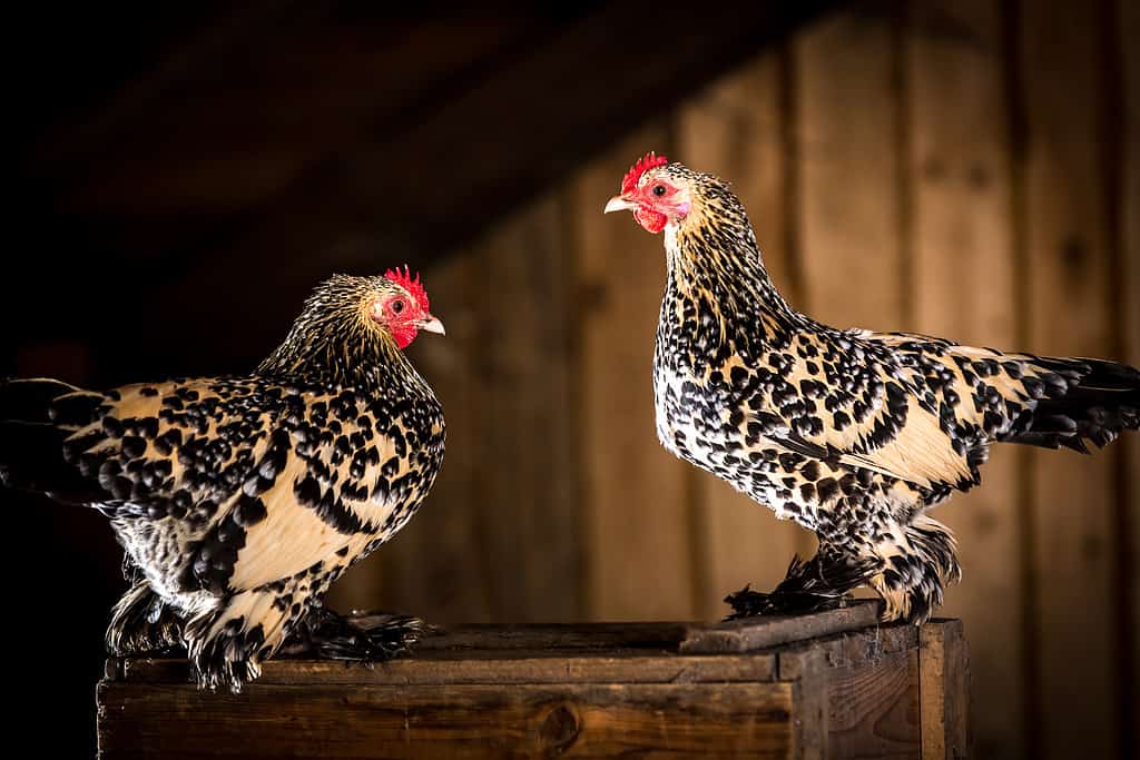 Booted Bantam chickens in the lemon millefleur variety