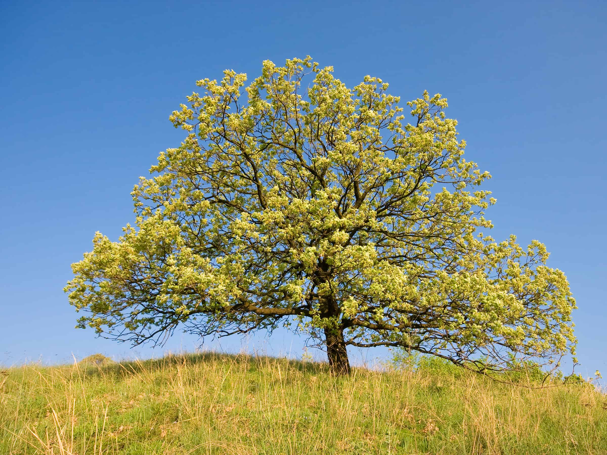 Дуб пушистый  (Quercus pubescens Willd