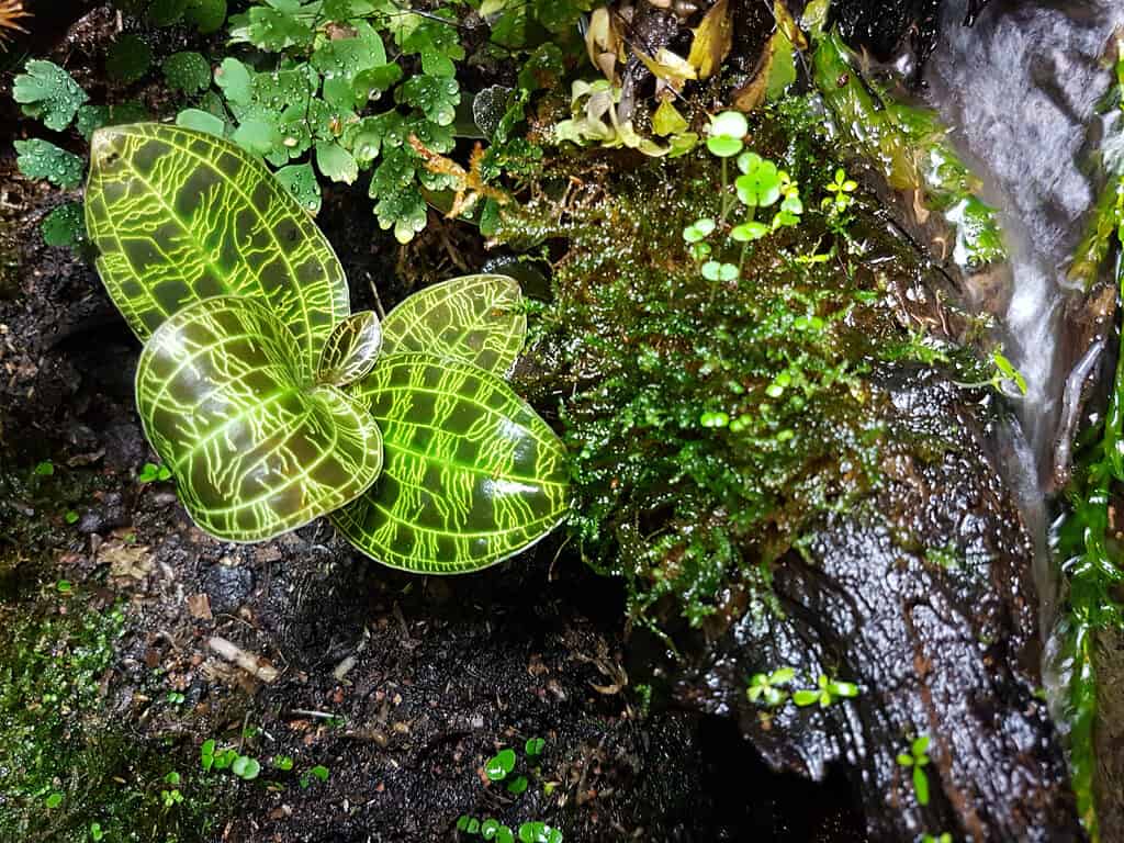 Lightning bolt jewel orchid (Macodes petola)