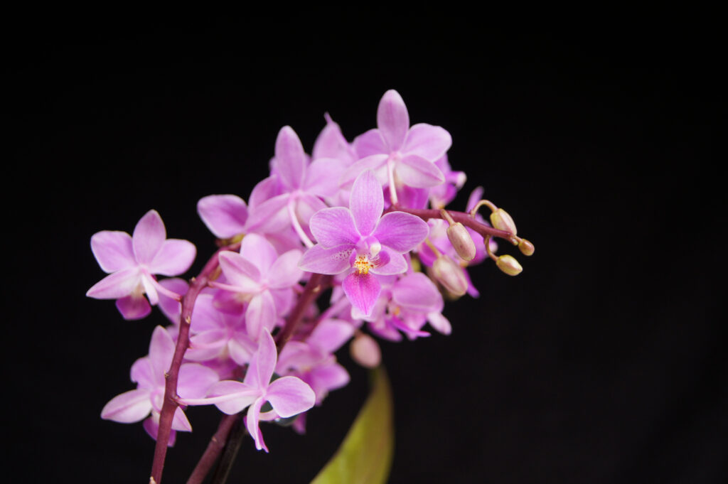 Horse Phalaenopsis (Phalaenopsis equestris) - Types of Orchids