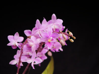 A Types Of Orchids: 5 of the Most Popular Varieties