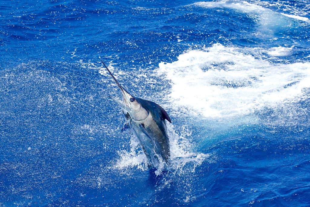 prompthunt: a photo of a blobfish jumping from the water like a marlin